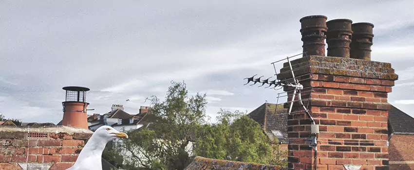 Chimney Cleaning And Restoration in Country Club Hills, Illinois